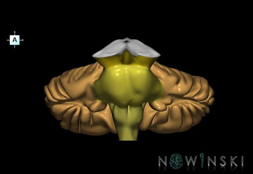 G2.T8-9.V1.C2.L0.Cerebellum-Brainstem