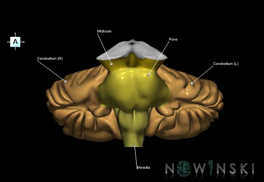 G2.T8-9.V1.C2.L1.Cerebellum-Brainstem