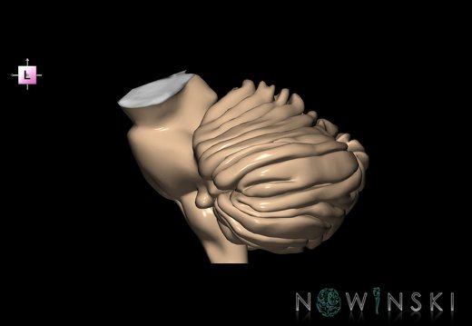 G2.T8-9.V2.C1.L0.Cerebellum-Brainstem