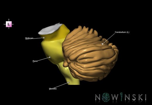 G2.T8-9.V2.C2.L1.Cerebellum-Brainstem