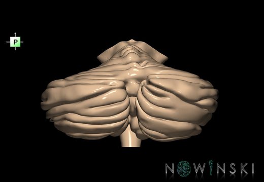 G2.T8-9.V3.C1.L0.Cerebellum-Brainstem