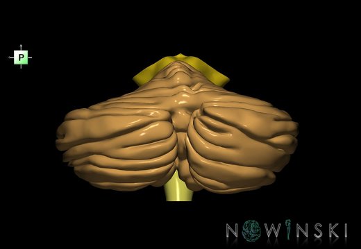 G2.T8-9.V3.C2.L0.Cerebellum-Brainstem