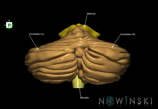 G2.T8-9.V3.C2.L1.Cerebellum-Brainstem