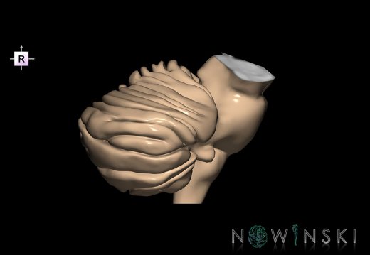 G2.T8-9.V4.C1.L0.Cerebellum-Brainstem