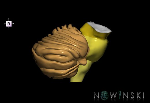 G2.T8-9.V4.C2.L0.Cerebellum-Brainstem