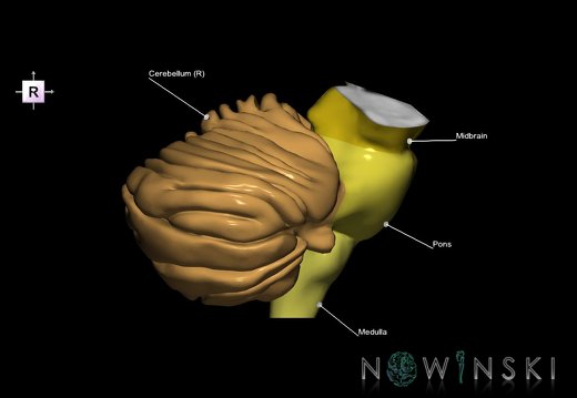 G2.T8-9.V4.C2.L1.Cerebellum-Brainstem