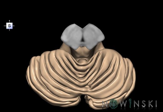 G2.T8-9.V5.C1.L0.Cerebellum-Brainstem