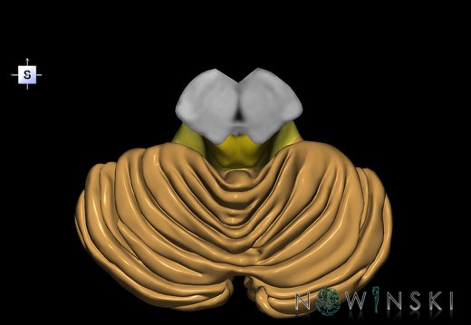 G2.T8-9.V5.C2.L0.Cerebellum-Brainstem