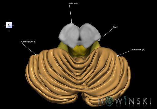 G2.T8-9.V5.C2.L1.Cerebellum-Brainstem