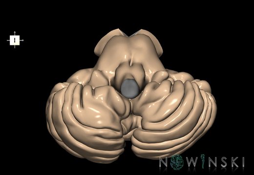 G2T8-9.Cerebellum-Brainstem