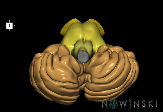 G2.T8-9.V6.C2.L0.Cerebellum-Brainstem