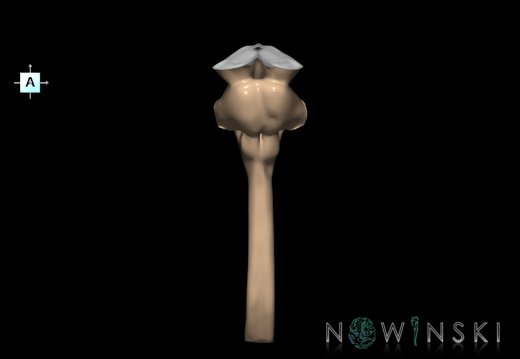 G2.T9-10.V1.C1.L0.Brainstem-Cervical spinal cord
