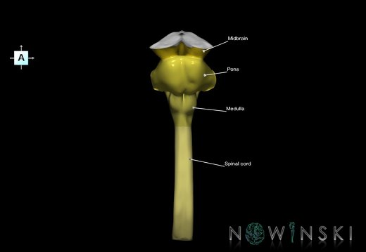 G2.T9-10.V1.C2.L1.Brainstem-Cervical spinal cord