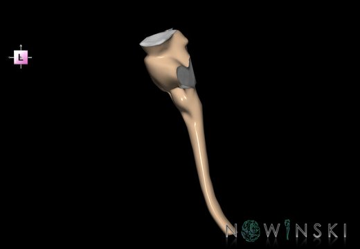 G2.T9-10.V2.C1.L0.Brainstem-Cervical spinal cord