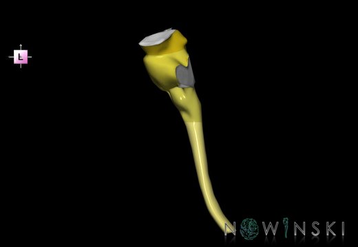 G2.T9-10.V2.C2.L0.Brainstem-Cervical spinal cord