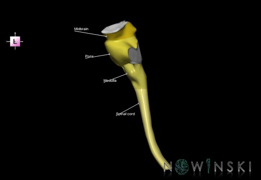 G2.T9-10.V2.C2.L1.Brainstem-Cervical spinal cord