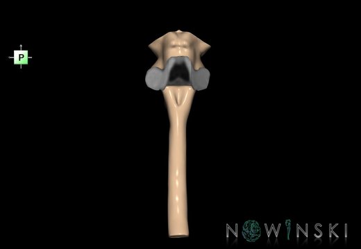 G2.T9-10.V3.C1.L0.Brainstem-Cervical spinal cord