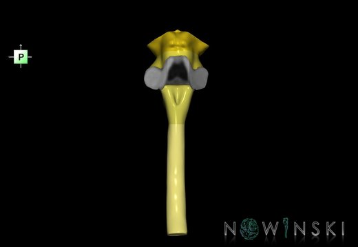 G2.T9-10.V3.C2.L0.Brainstem-Cervical spinal cord