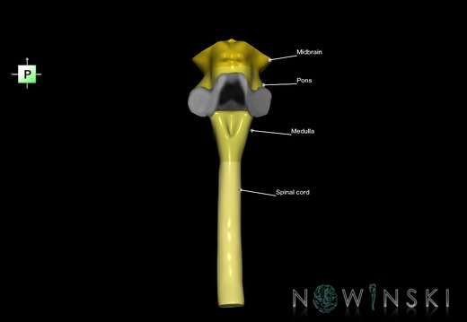 G2.T9-10.V3.C2.L1.Brainstem-Cervical spinal cord