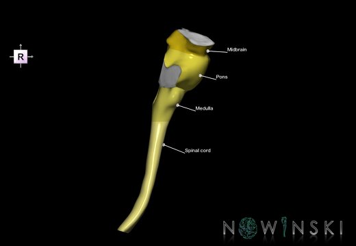 G2.T9-10.V4.C2.L1.Brainstem-Cervical spinal cord