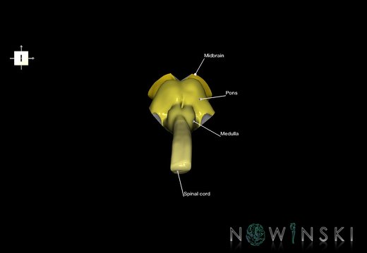G2.T9-10.V5.C2.L1.Brainstem-Cervical spinal cord
