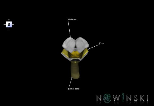 G2.T9-10.V6.C2.L1.Brainstem-Cervical spinal cord