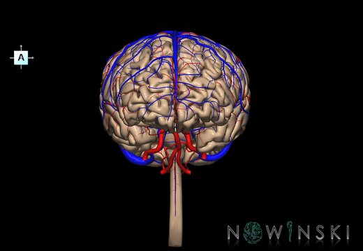 G3.T1.1-15.2-16.1.V1.C1.L0.CNS–Intracranial arteries–Intracranial venous system