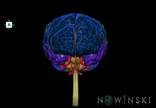 G3.T1.1-15.2-16.1.V1.C2.L0.CNS–Intracranial arteries–Intracranial venous system