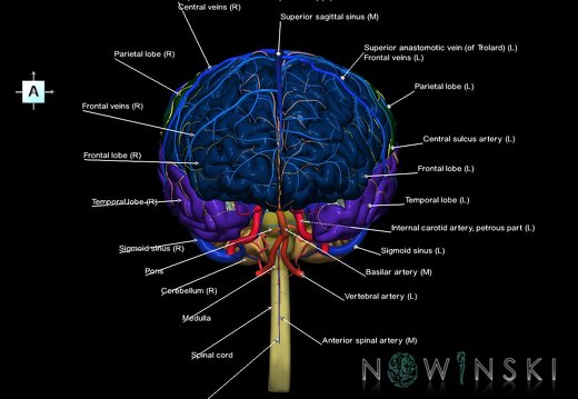 G3.T1.1-15.2-16.1.V1.C2.L1.CNS–Intracranial arteries–Intracranial venous system