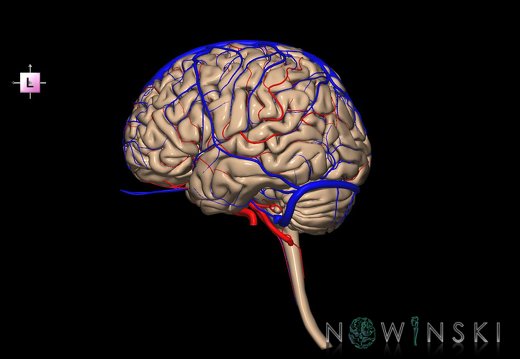 G3T1.1-15.2-16.1.CNS-IntracranialArteries-IntracranialVenousSystem