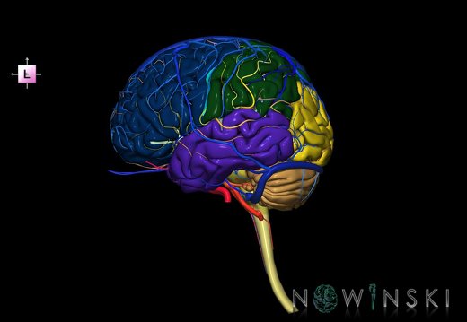 G3.T1.1-15.2-16.1.V2.C2.L0.CNS–Intracranial arteries–Intracranial venous system