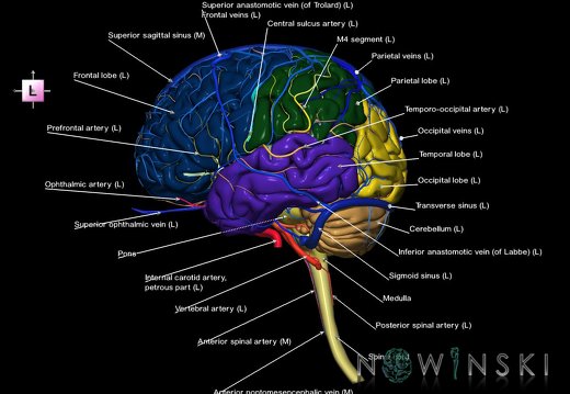 G3.T1.1-15.2-16.1.V2.C2.L1.CNS–Intracranial arteries–Intracranial venous system