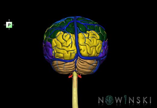 G3.T1.1-15.2-16.1.V3.C2.L0.CNS–Intracranial arteries–Intracranial venous system
