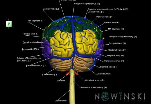 G3.T1.1-15.2-16.1.V3.C2.L1.CNS–Intracranial arteries–Intracranial venous system