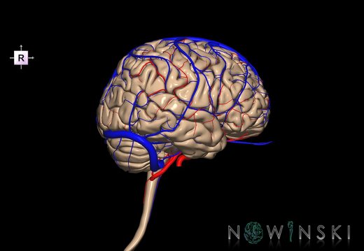G3.T1.1-15.2-16.1.V4.C1.L0.CNS–Intracranial arteries–Intracranial venous system