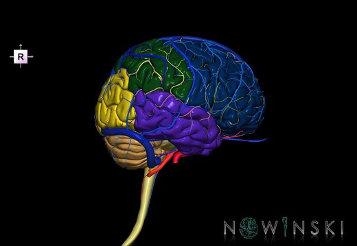 G3.T1.1-15.2-16.1.V4.C2.L0.CNS–Intracranial arteries–Intracranial venous system