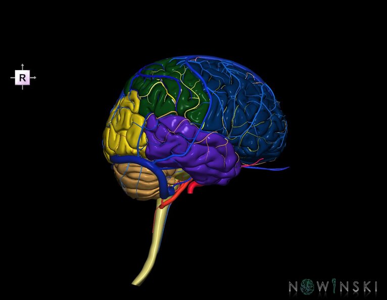 G3.T1.1-15.2-16.1.V4.C2.L0.CNS–Intracranial_arteries–Intracranial_venous_system.tiff
