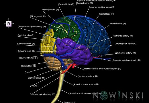 G3.T1.1-15.2-16.1.V4.C2.L1.CNS–Intracranial arteries–Intracranial venous system