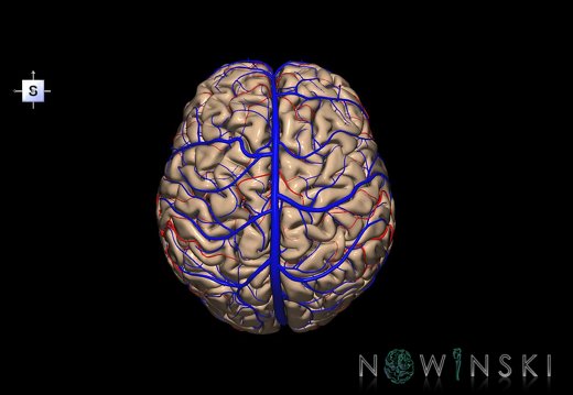 G3.T1.1-15.2-16.1.V5.C1.L0.CNS–Intracranial arteries–Intracranial venous system