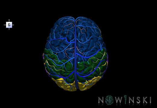 G3.T1.1-15.2-16.1.V5.C2.L0.CNS–Intracranial arteries–Intracranial venous system