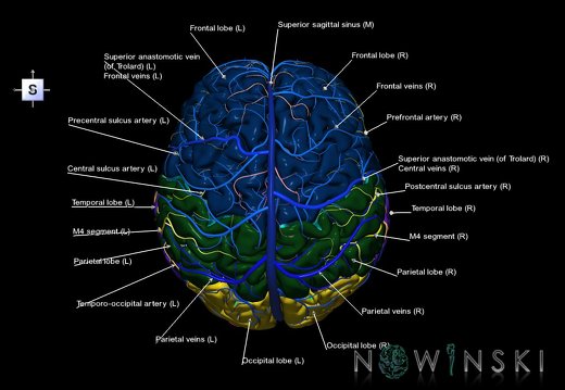 G3.T1.1-15.2-16.1.V5.C2.L1.CNS–Intracranial arteries–Intracranial venous system