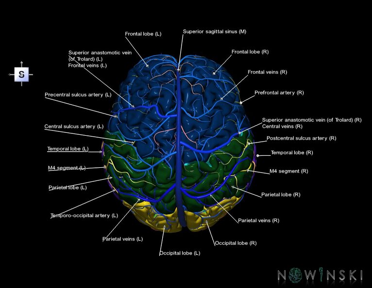 G3.T1.1-15.2-16.1.V5.C2.L1.CNS–Intracranial_arteries–Intracranial_venous_system.tiff