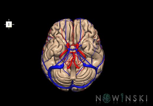 G3.T1.1-15.2-16.1.V6.C1.L0.CNS–Intracranial arteries–Intracranial venous system