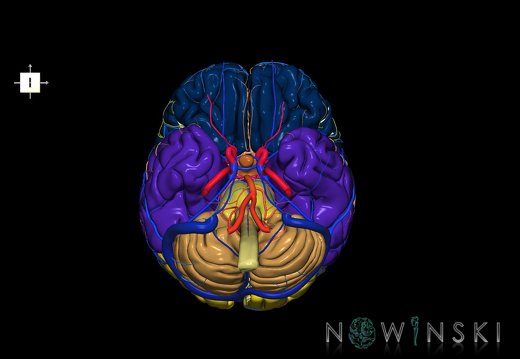 G3.T1.1-15.2-16.1.V6.C2.L0.CNS–Intracranial arteries–Intracranial venous system