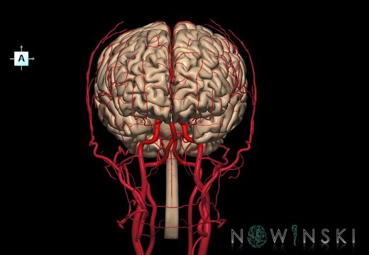 G3.T1.1-15.2-17.2.V1.C1.L0.CNS–Intracranial arteries–Extracranial arteries