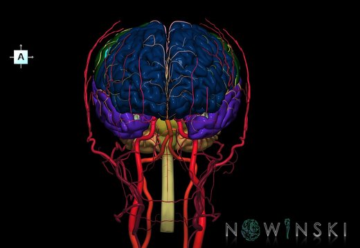 G3.T1.1-15.2-17.2.V1.C2.L0.CNS–Intracranial arteries–Extracranial arteries