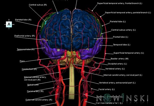 G3.T1.1-15.2-17.2.V1.C2.L1.CNS–Intracranial arteries–Extracranial arteries