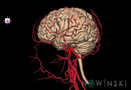 G3.T1.1-15.2-17.2.V2.C1.L0.CNS–Intracranial arteries–Extracranial arteries