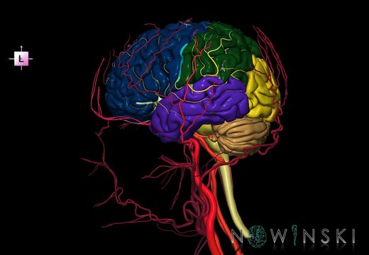 G3.T1.1-15.2-17.2.V2.C2.L0.CNS–Intracranial arteries–Extracranial arteries