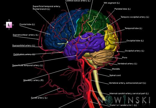 G3.T1.1-15.2-17.2.V2.C2.L1.CNS–Intracranial arteries–Extracranial arteries